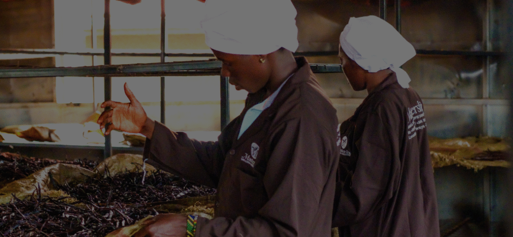 Top 3 Best vanilla beans suppliers in uganda - Vanilla Exporters in Uganda